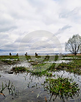 Green grass in the water and ducks sitting on the shore near the lake horizon.