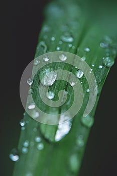 Green grass with water rain drops. Nature background and eco concepte. close up