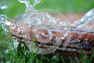 Green  grass with waterdrops