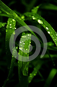 Green grass with watter drops