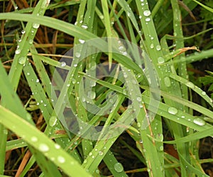 Green grass with watter drops natural texture.Relaxing nature.