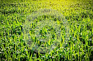 Green grass wheat field texture