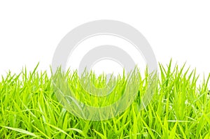 Green grass and on white background