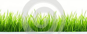 green grass white background