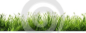 green grass white background