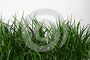 Green grass on white background