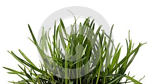 Green grass white background. Sedge