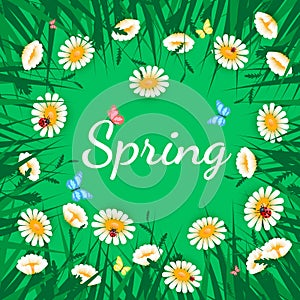 Green grass with white chamomiles on green. Floral nature background. Vector flower with butterfly and ladybird.