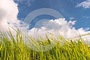 Green grass and white cloud blue sky in outdoor park