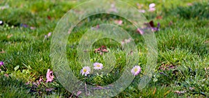 Green grass with white daisies photo