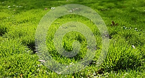 Green grass with white daisies photo