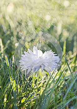 On green grass white flower chrysanthemum in drops of dew rain macro