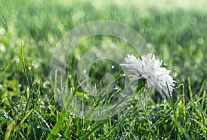 On green grass white flower chrysanthemum in drops of dew rain macro