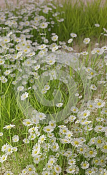 Green grass with white flowers in full blooming nature scene