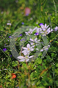 Green grass with white flowers photo