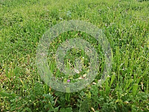 Green grass with white flowers texture for background. Green lawn pattern and texture background. Close-up