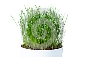 Green grass in white pot