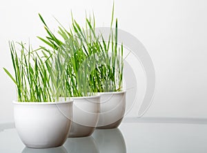 Green grass in the white pot