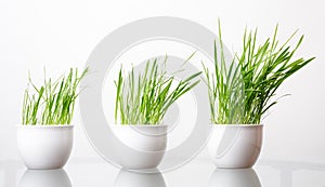 Green grass in the white pot