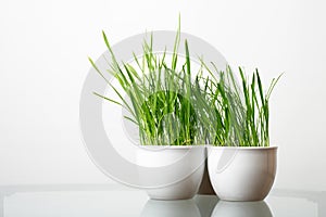 Green grass in the white pot