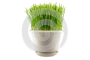 Green grass in white pot