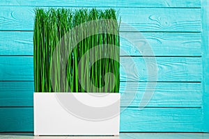 Green grass in white pot