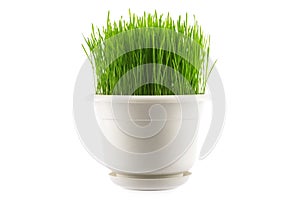 Green grass in white pot, on white