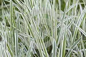 Green grass with white stripes shot close-up