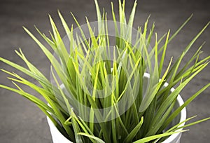 Green grass in white vase