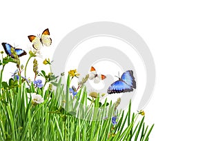 Green grass and wild flowers with colorful butterflies in a corner arrangement isolated on white