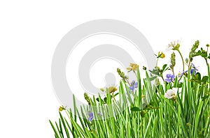 Green grass and wild flowers in a corner arrangement isolated on white