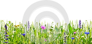 Green grass and wild flowers isolated on white background