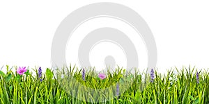 Green grass and wild flowers isolated on white background