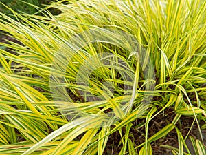 Green grass in the wind