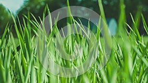 Green Grass, wind. Blurred Background With house. closeup. 4K 3840 x 2160 ultra high definition footage