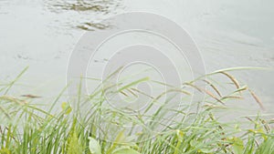 Green grass on wind over water background