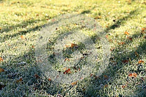 Green Grass winter field