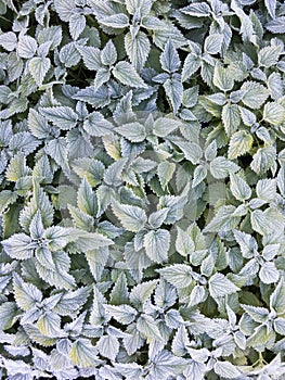 Green grass in winter texture background. Nettle frosen leaves i