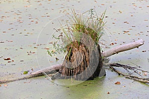 green grass on wooned stump in bog
