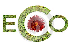Green grass word eco  with red daisy isolated on white background
