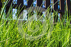 Green grass in yard