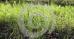 Green grass yard garden close-up detail sunset light