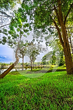 Green grass yard and trees beside Huay Tueng Thao Lake in the morning
