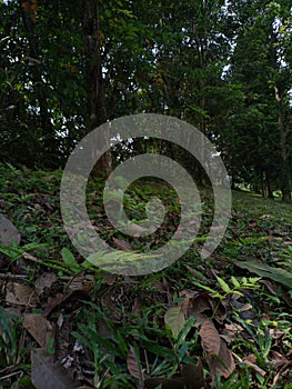 Green grass at yasmin garden