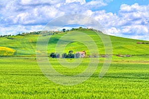 Green grass and yellow flowers field landscape under blue sky and clouds