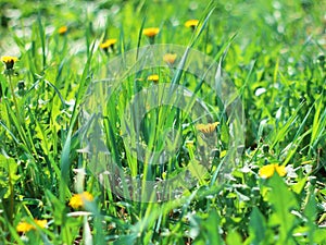 Green grass and yellow flowers. Spring summer fresh background