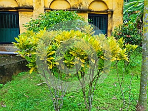 Green grass with yellow and green leaves