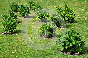 Green grass with young growth leafy bushes with tree bark mulch.