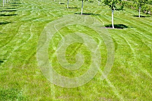 Green grass and young saplings