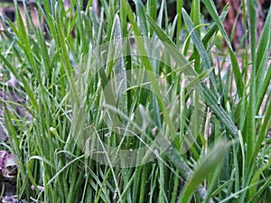 Green grasses